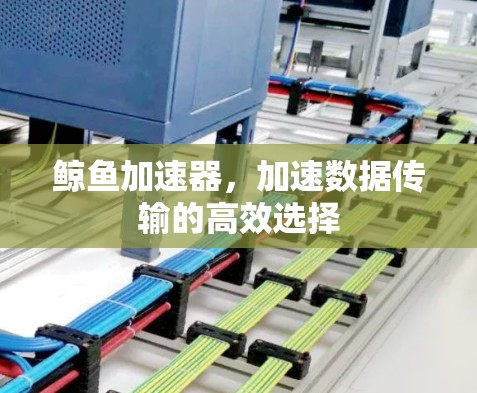 鲸鱼加速器,加速数据传输的高效选择